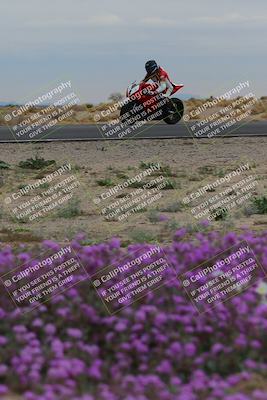 media/Jan-14-2023-SoCal Trackdays (Sat) [[497694156f]]/Turn 14 Exit Bloomig (145pm)/